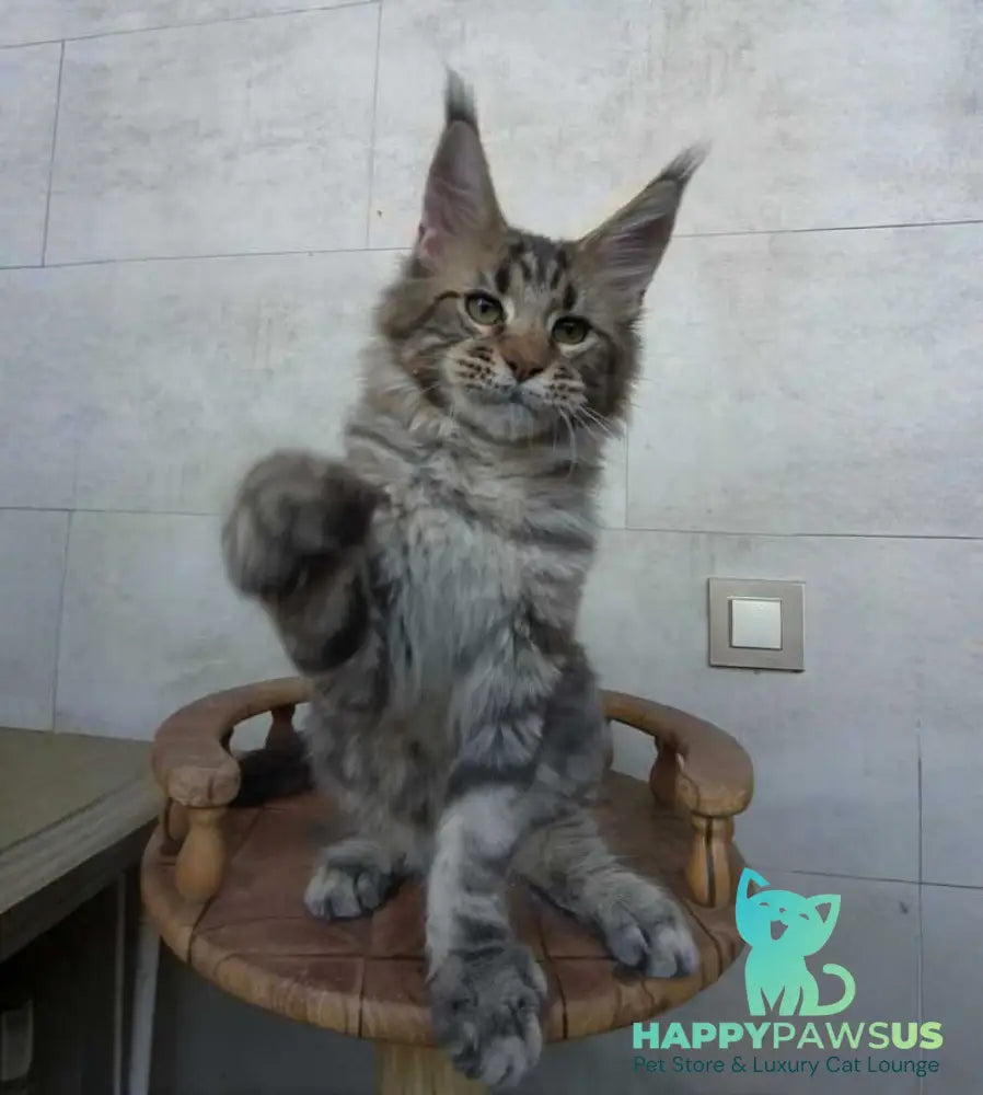 Monterey Maine Coon male black tabby - live animals