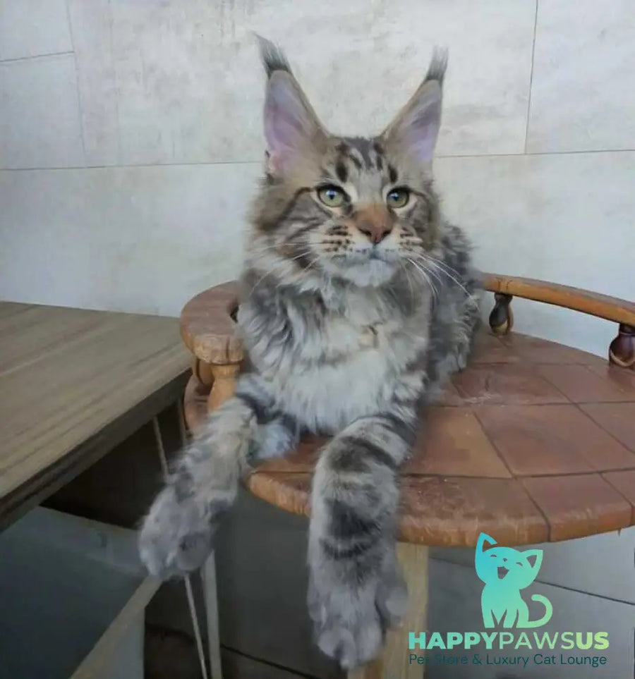 Monterey Maine Coon male black tabby - live animals