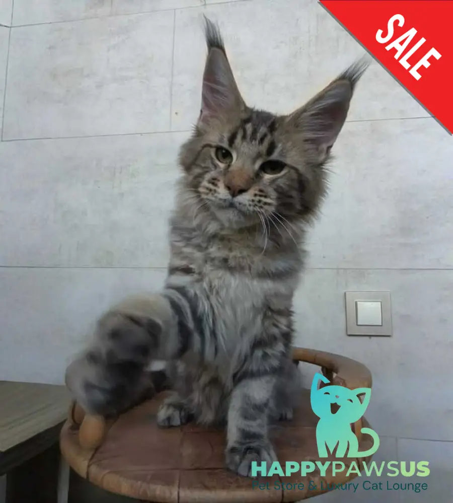 Monterey Maine Coon male black tabby - live animals
