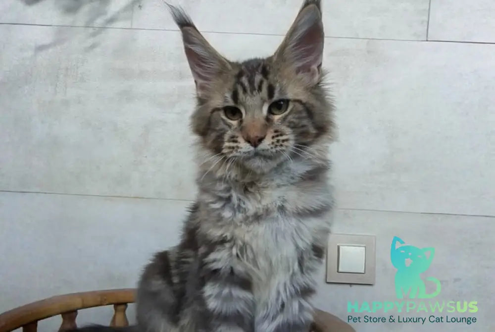 Monterey Maine Coon male black tabby - live animals