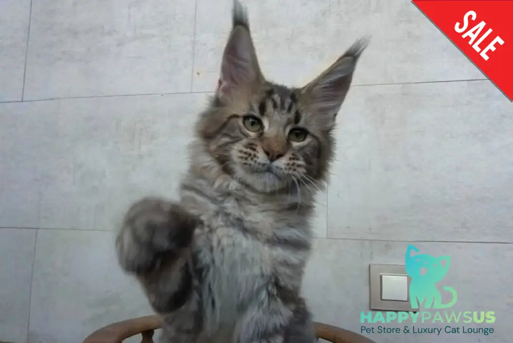 Monterey Maine Coon male black tabby - live animals