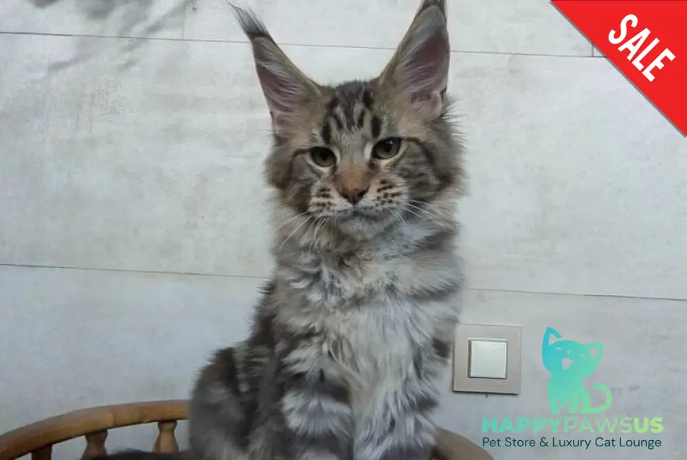 Monterey Maine Coon male black tabby - live animals