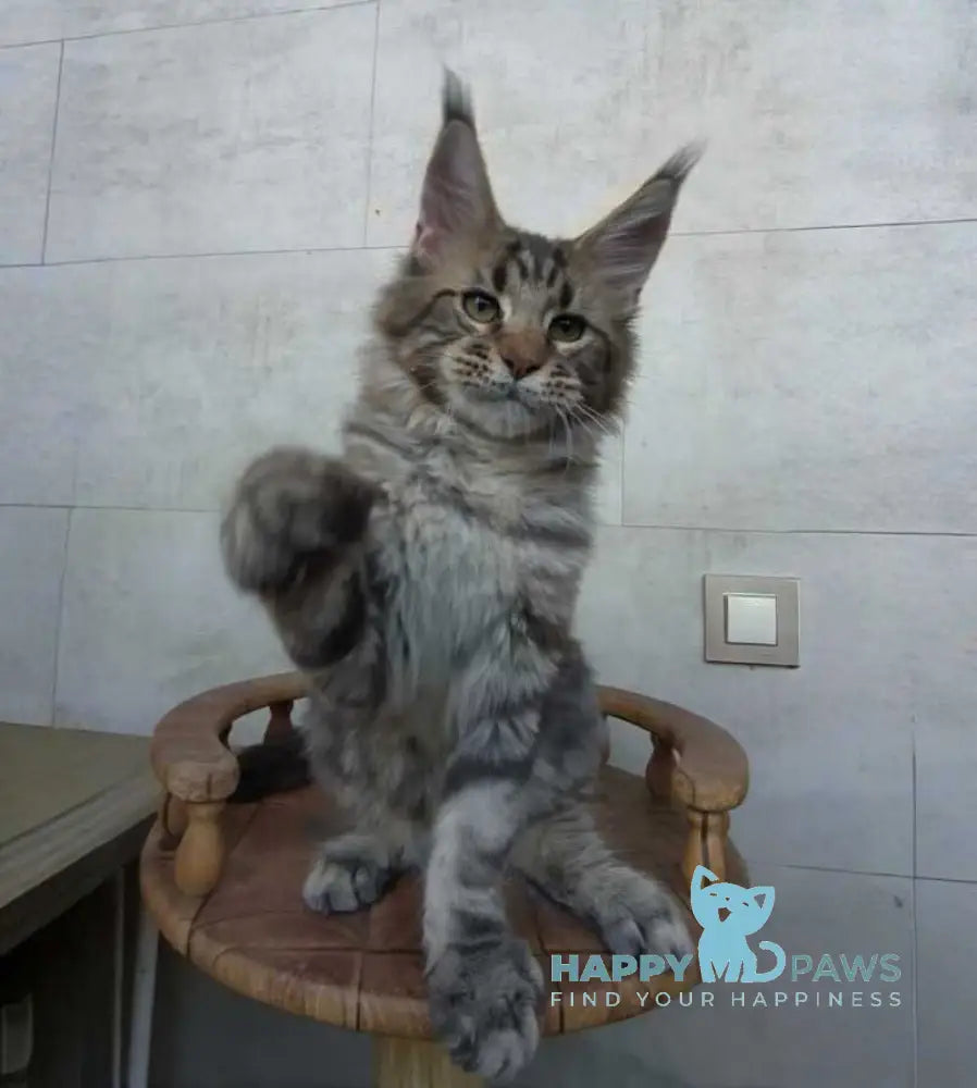 Monterey Maine Coon male black tabby - live animals
