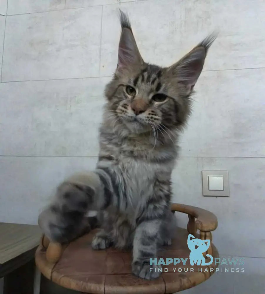 Monterey Maine Coon male black tabby - live animals