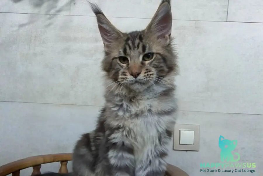 Monterey Maine Coon male black tabby - live animals