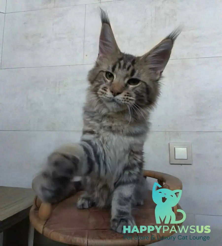 Monterey Maine Coon male black tabby - live animals