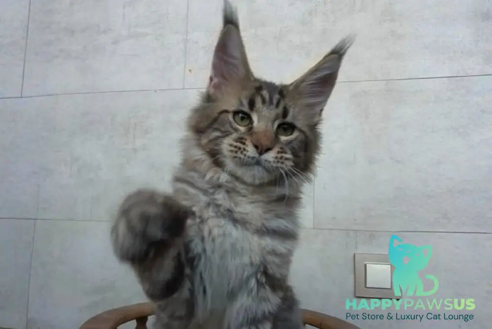 Monterey Maine Coon male black tabby - live animals
