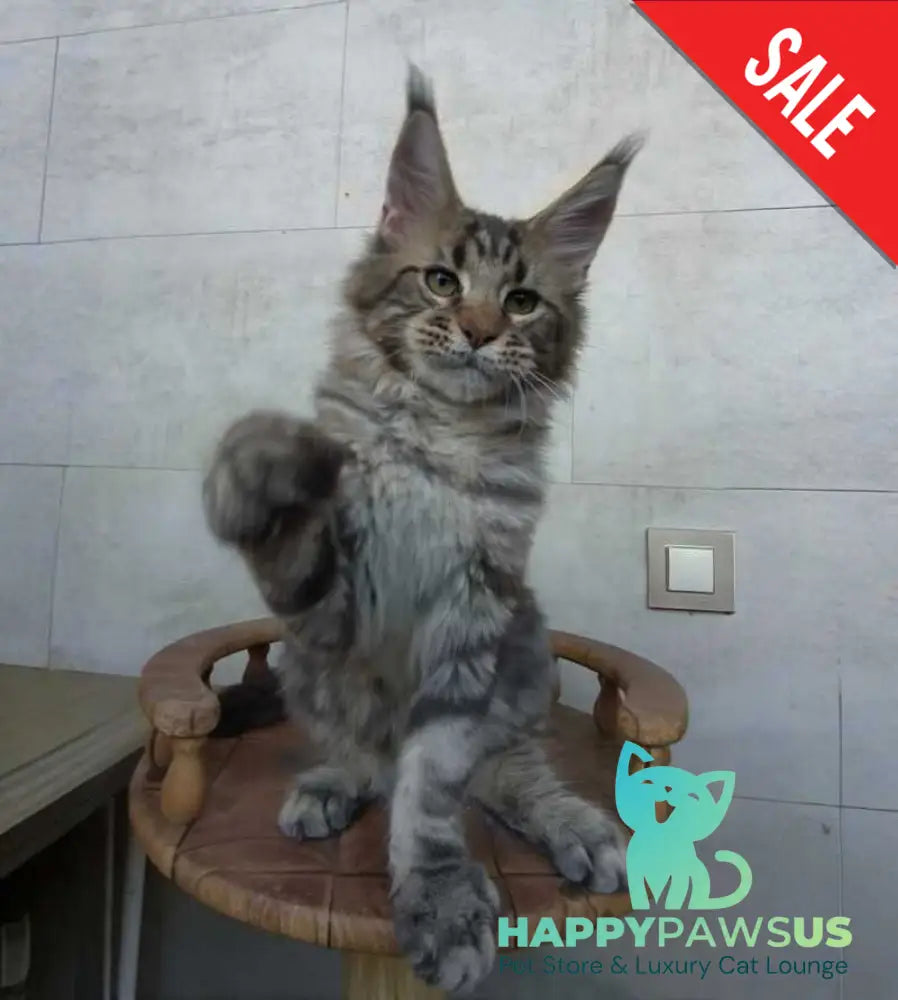 Monterey Maine Coon male black tabby - live animals