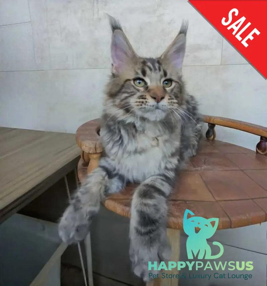 Monterey Maine Coon male black tabby - live animals