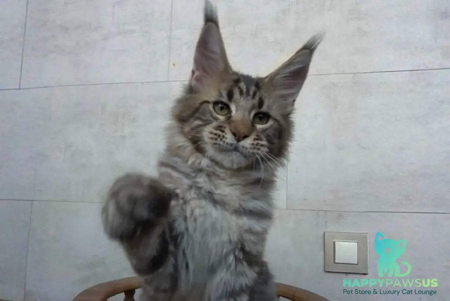 Monterey Maine Coon male black tabby - live animals