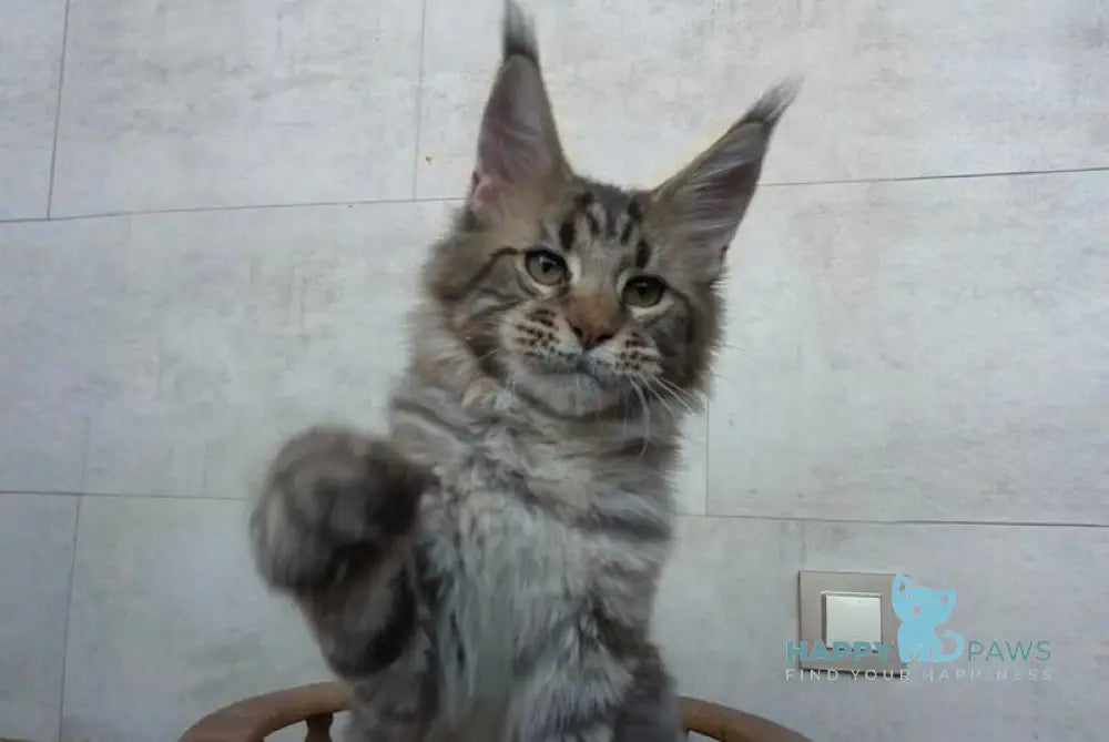 Monterey Maine Coon male black tabby - live animals