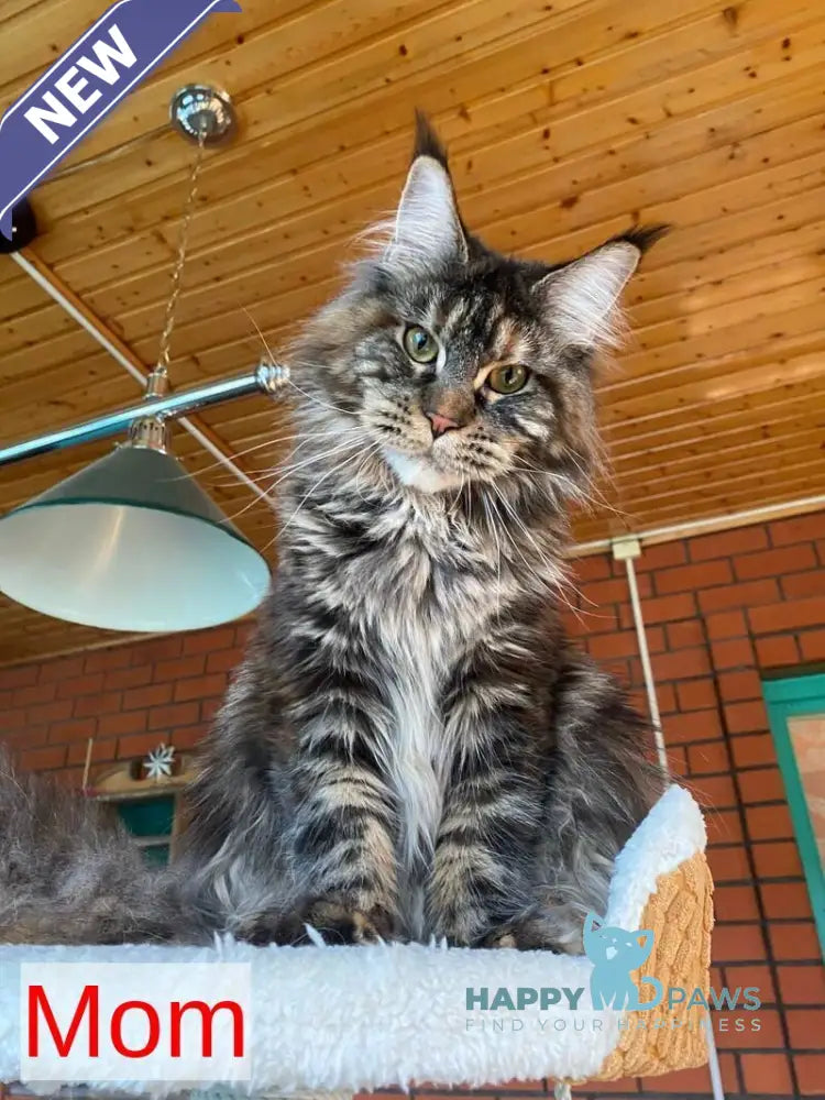 Monti Maine Coon male black live animals