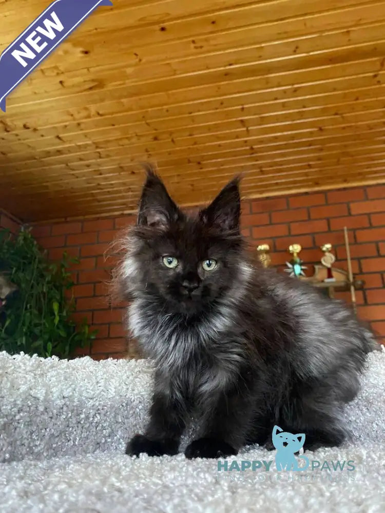 Monti Maine Coon male black live animals