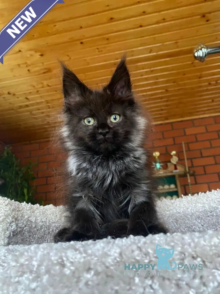 Monti Maine Coon male black live animals