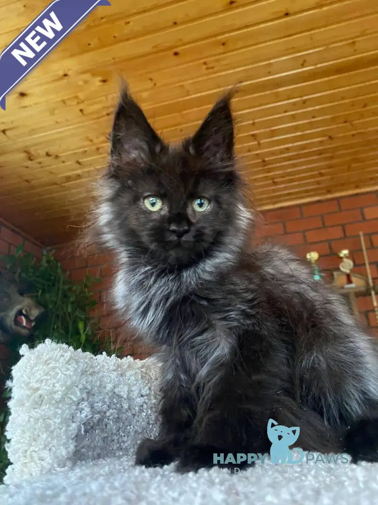 Monti Maine Coon male black live animals