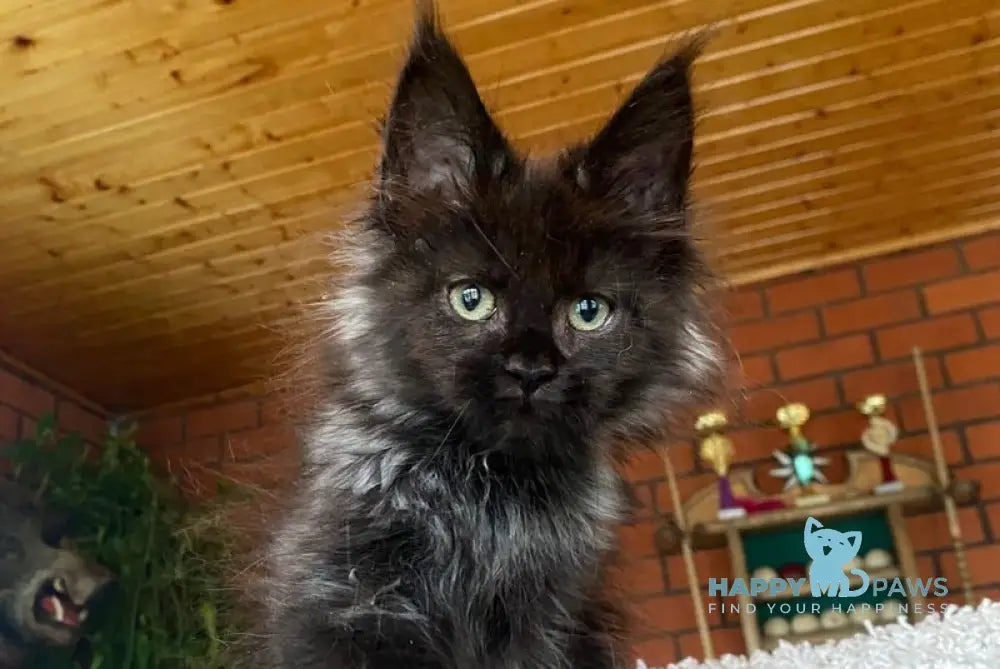 Monti Maine Coon male black live animals