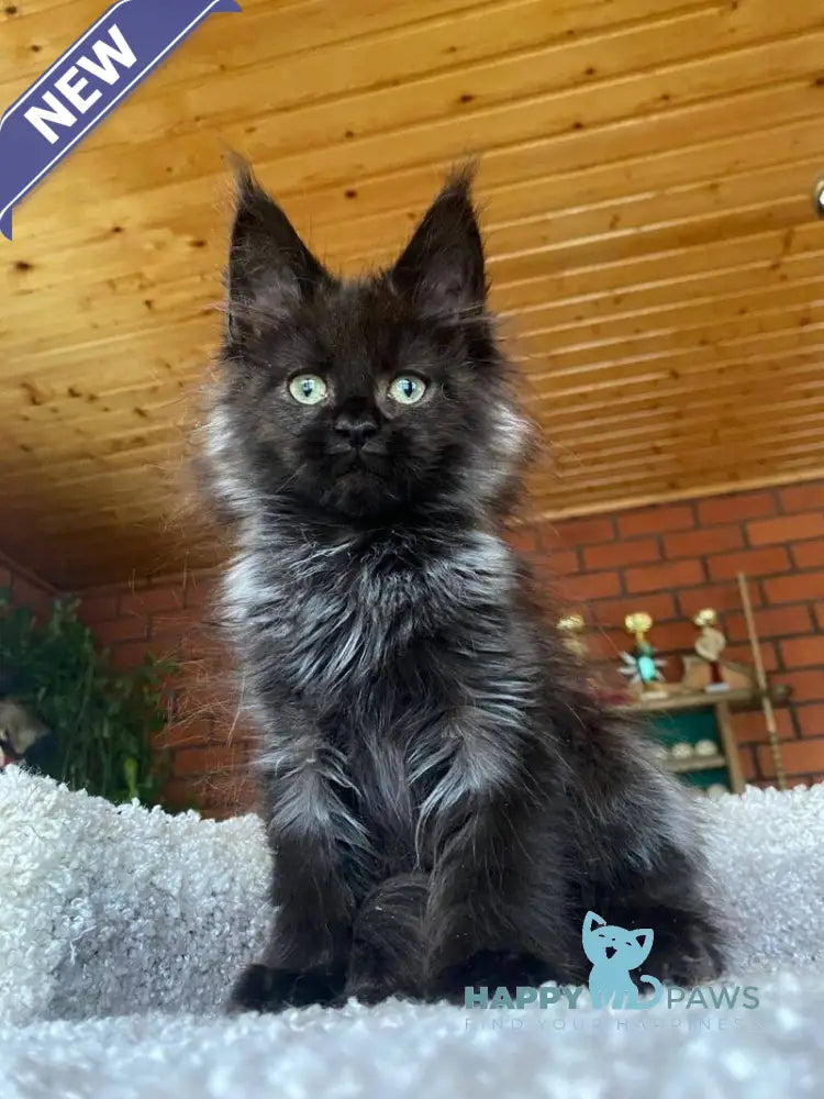 Monti Maine Coon male black live animals