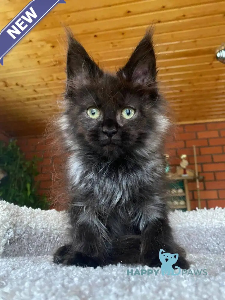 Monti Maine Coon male black live animals