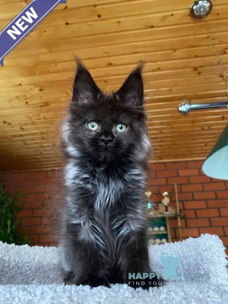Monti Maine Coon male black live animals