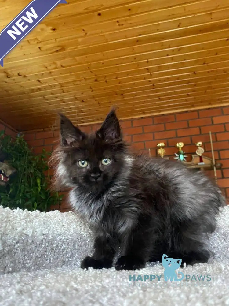 Monti Maine Coon male black live animals