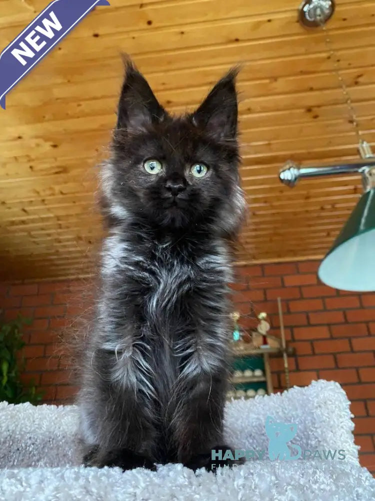 Monti Maine Coon male black live animals