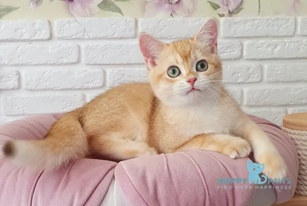 Montik British Shorthair male chocolate golden chinchilla live animals