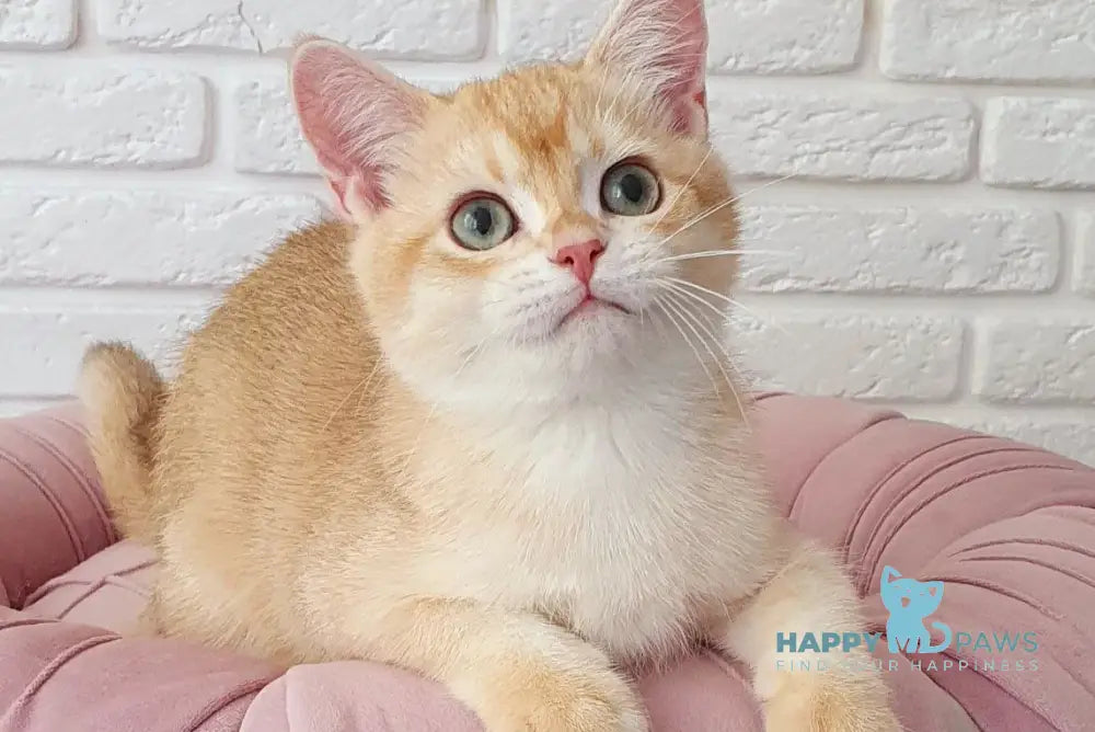 Montik British Shorthair male chocolate golden chinchilla live animals