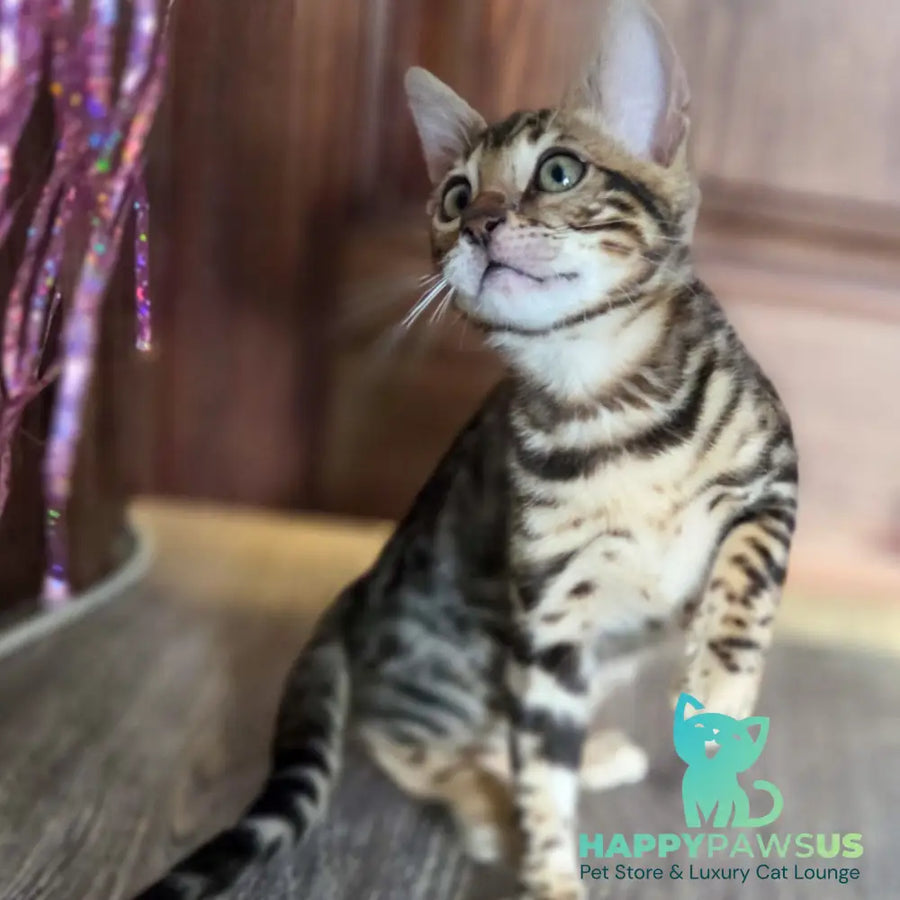 Monty Bengal male black spotted tabby - live animals