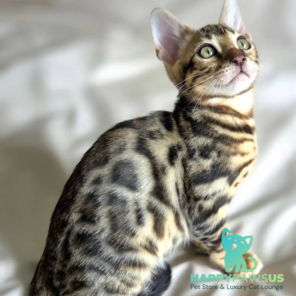 Monty Bengal male black spotted tabby - live animals