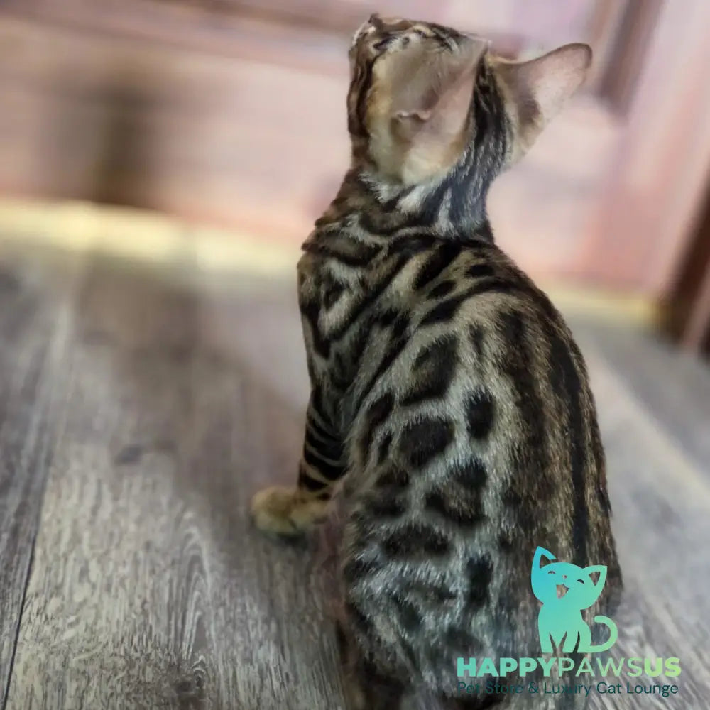 Monty Bengal male black spotted tabby - live animals