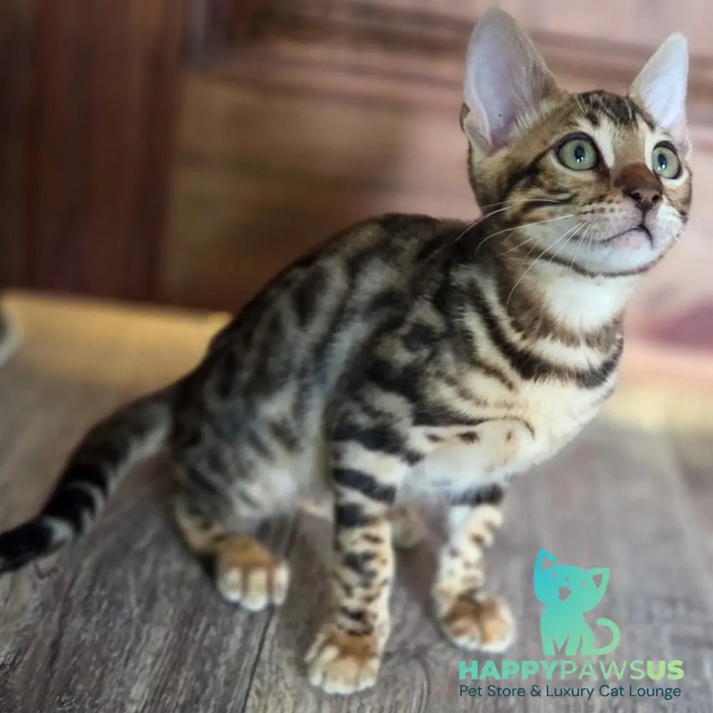 Monty Bengal male black spotted tabby - live animals