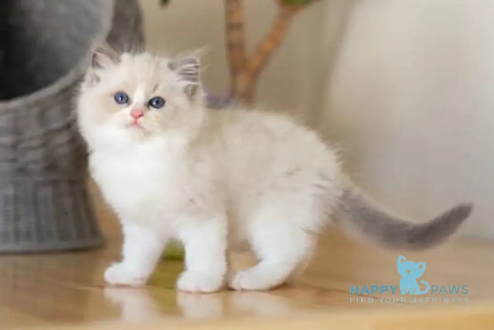 Monty Ragdoll male blue bicolour live animals