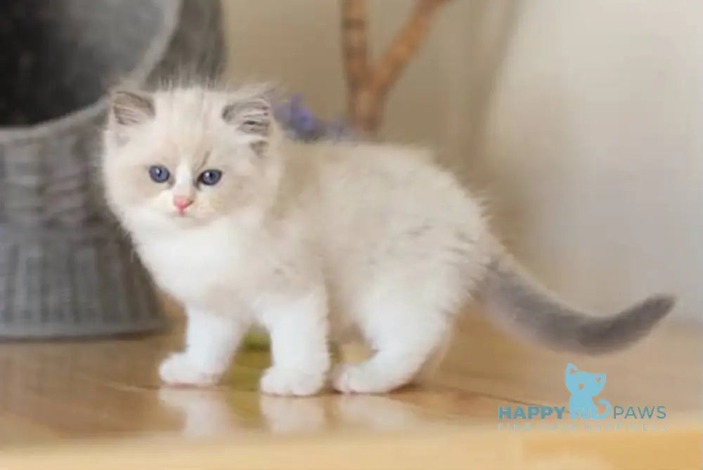 Monty Ragdoll male blue bicolour live animals
