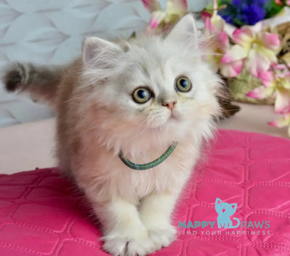 Monty Scottish Straight male black silver shaded live animals