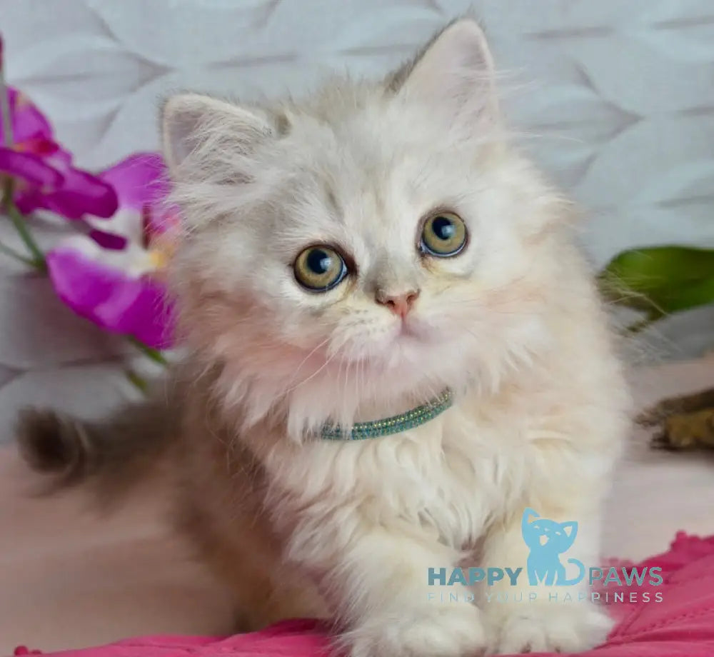 Monty Scottish Straight male black silver shaded live animals