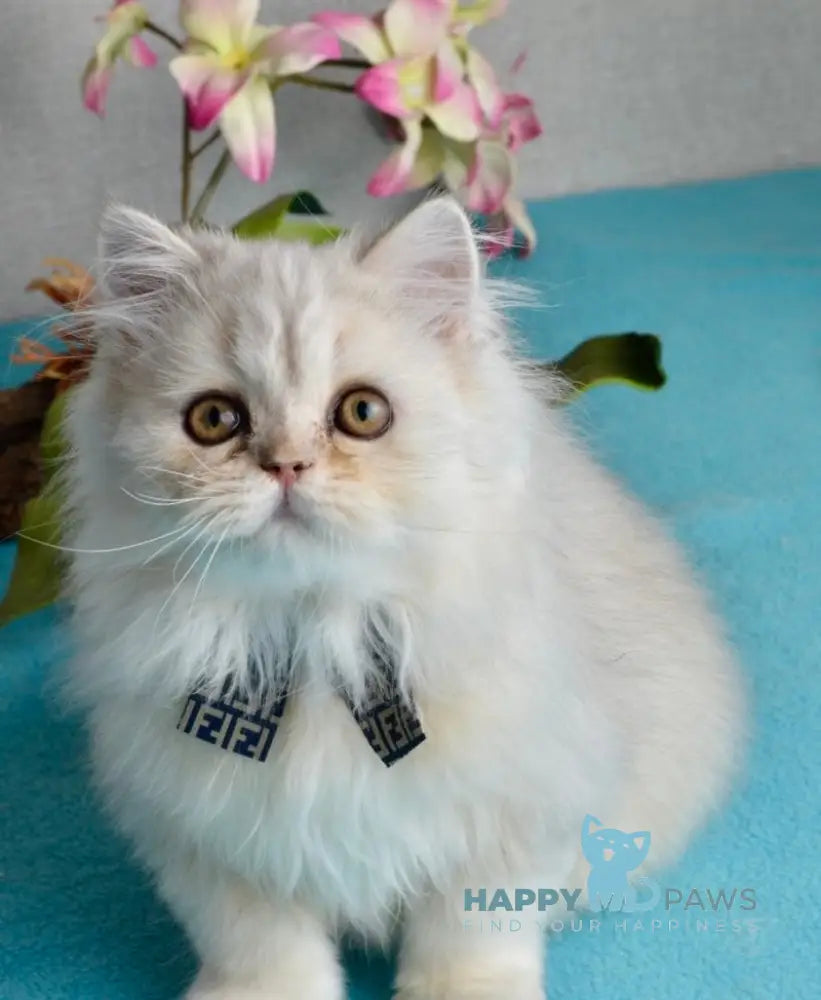 Monty Scottish Straight male black silver shaded live animals