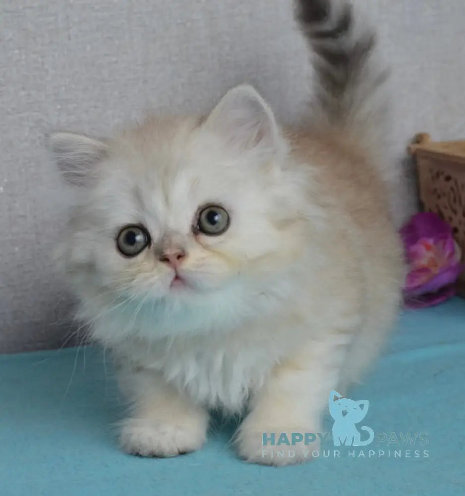 Monty Scottish Straight male black silver shaded live animals