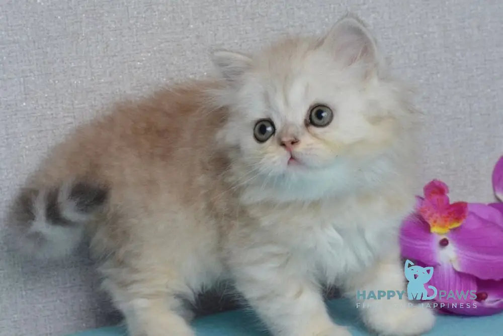 Monty Scottish Straight male black silver shaded live animals