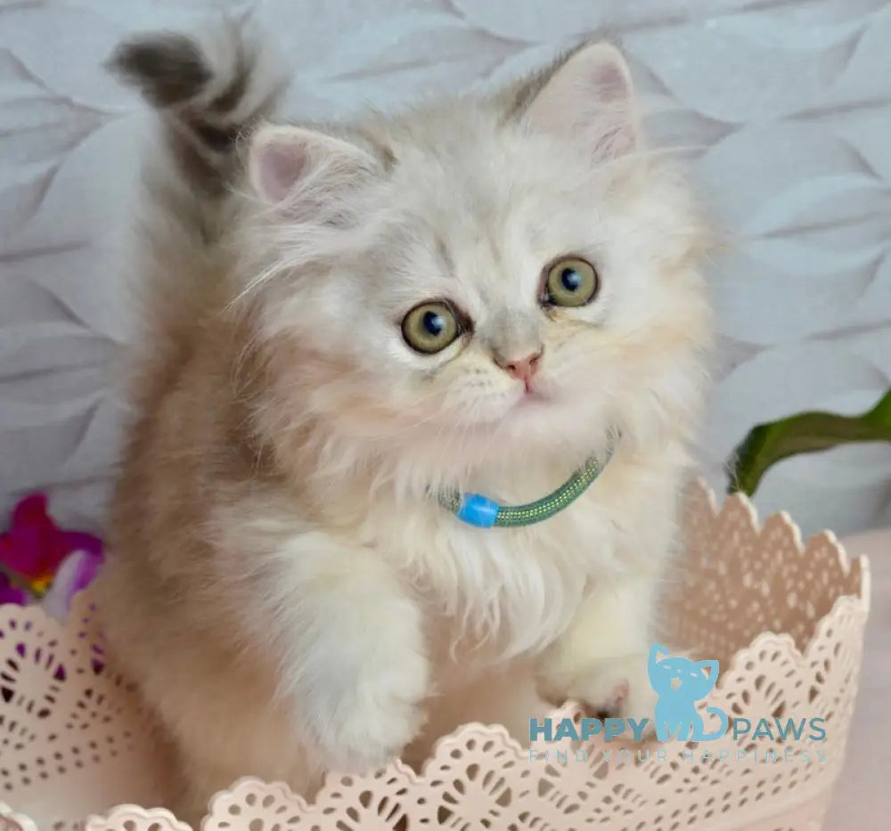 Monty Scottish Straight male black silver shaded live animals