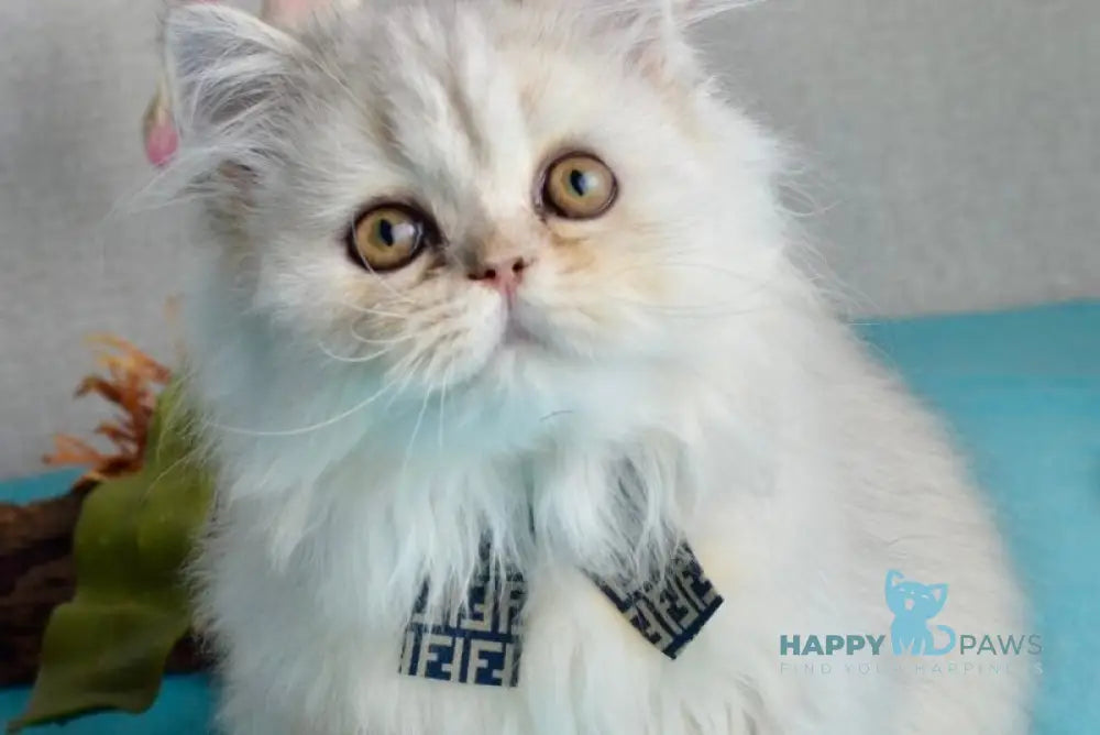 Monty Scottish Straight male black silver shaded live animals