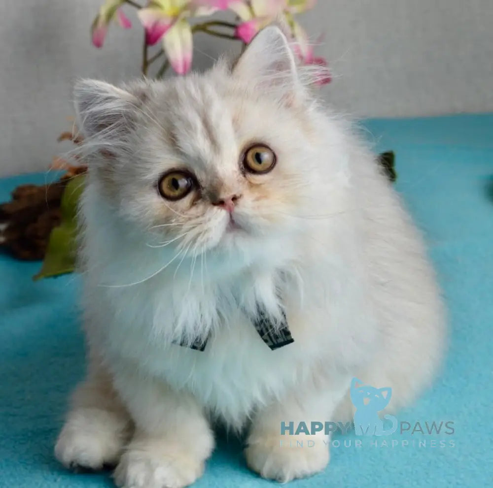 Monty Scottish Straight male black silver shaded live animals