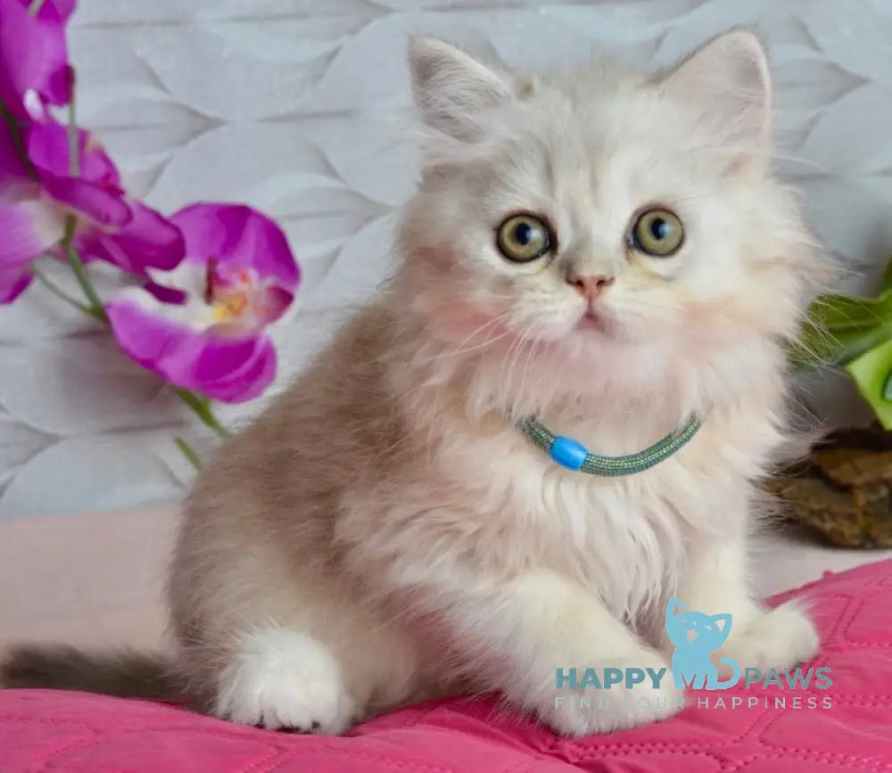 Monty Scottish Straight male black silver shaded live animals