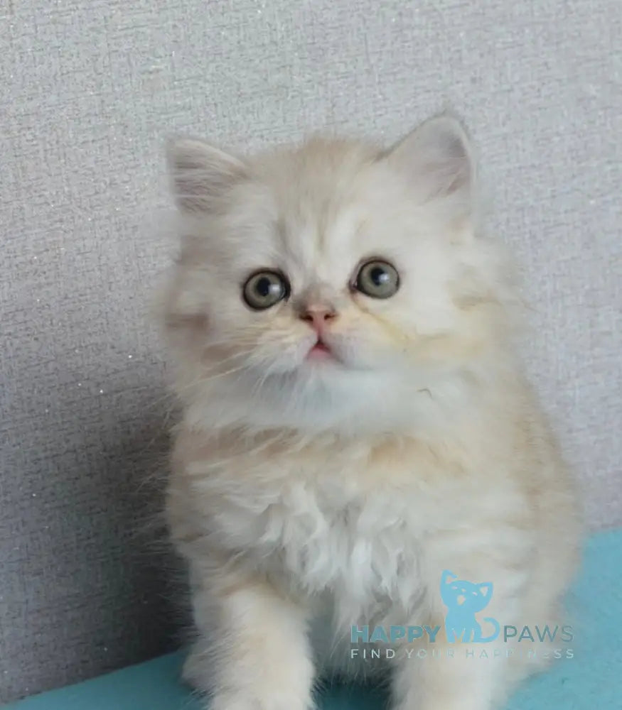 Monty Scottish Straight male black silver shaded live animals