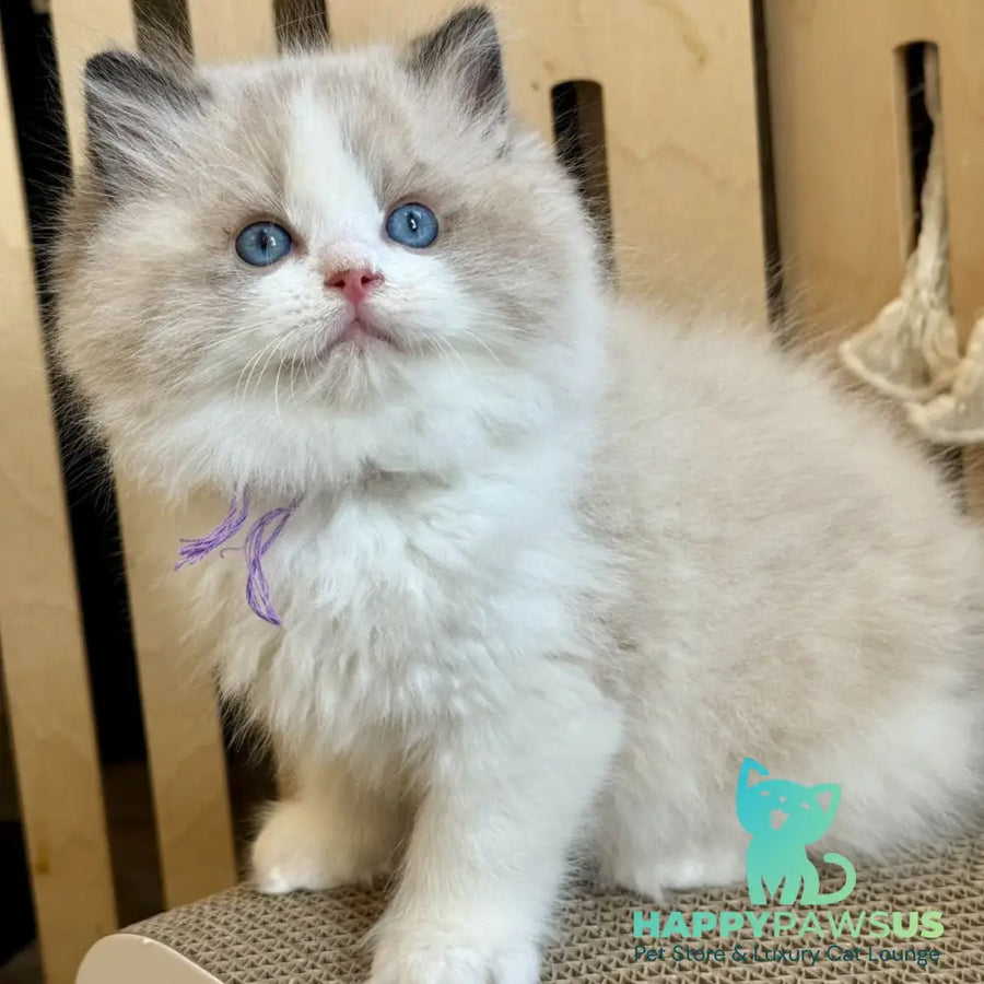 Moon Ragdoll male black bicolour - live animals