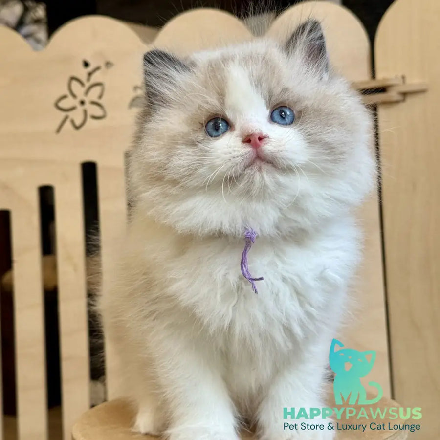Moon Ragdoll male black bicolour - live animals