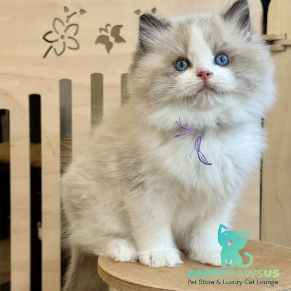 Moon Ragdoll male black bicolour - live animals