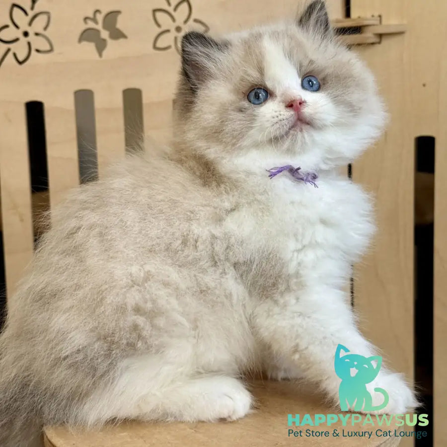 Moon Ragdoll male black bicolour - live animals