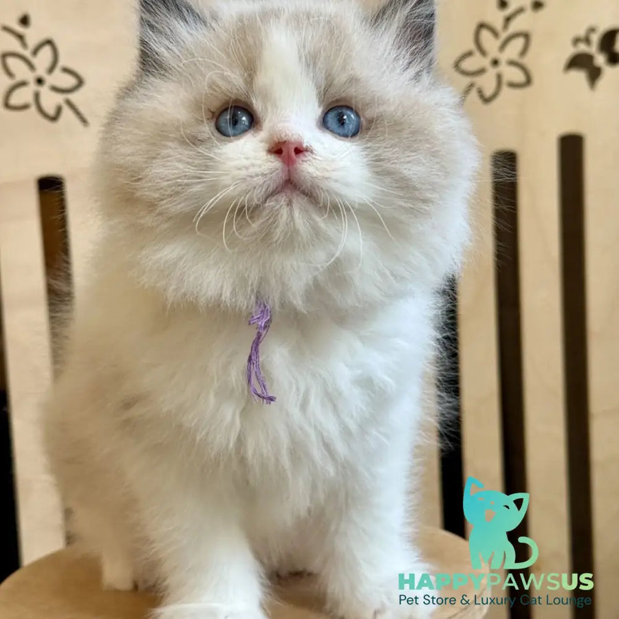 Moon Ragdoll male black bicolour - live animals