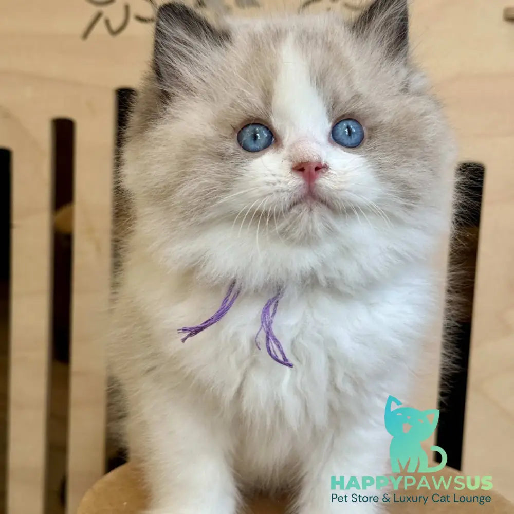 Moon Ragdoll male black bicolour - live animals