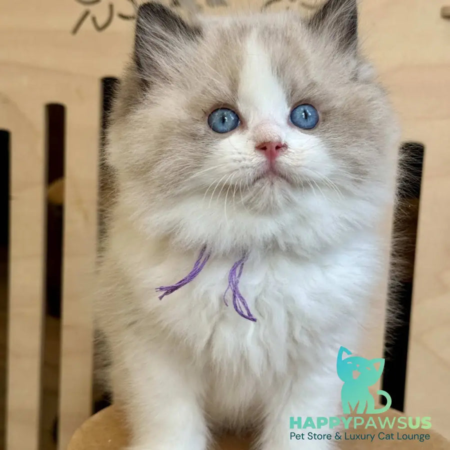 Moon Ragdoll male black bicolour - live animals
